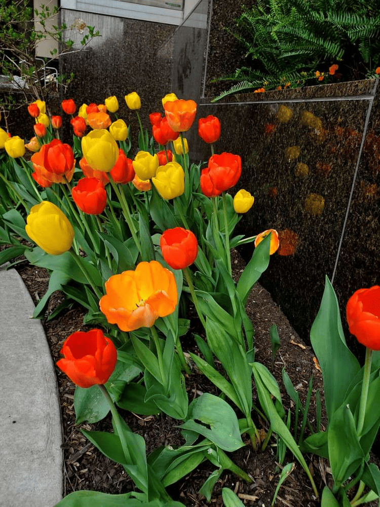 Chicago Spring Blooms